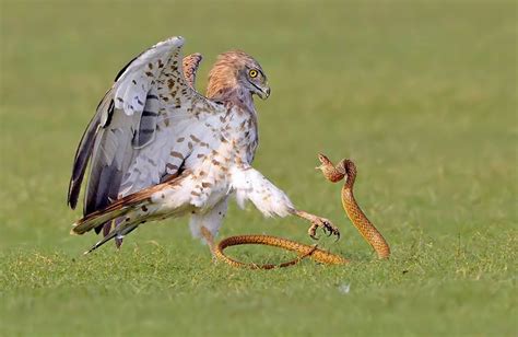 The Snake Meets The Wrong Opponent And Tries To Attack The Eagle To