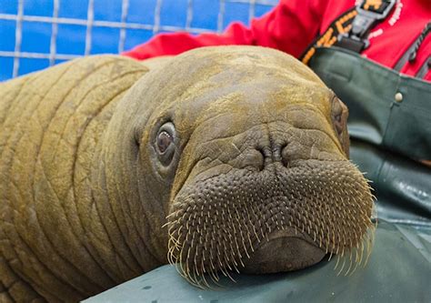 Walrus Calf What A Darling Face Baby Walrus Baby