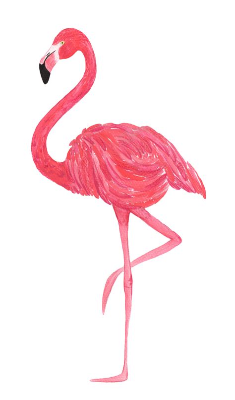 Flamingo Vector Free At Getdrawings Free Download