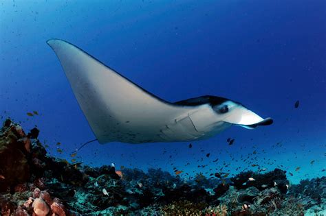 Reef Manta Rays May Promote The Growth Of Coral Reefs In Seychelles