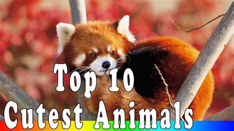 Top 10 Cutest Animals On Earth Youtube