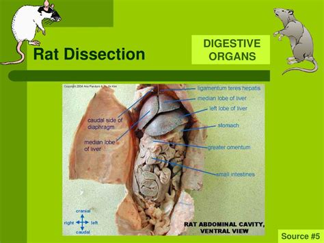 Ppt Rat Dissection Powerpoint Presentation Free Download Id638753