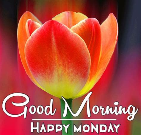 Happy Monday Good Morning Wishes With Flowers Monday Blessings