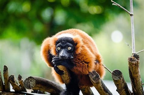 Endemic Animals Of Madagascar