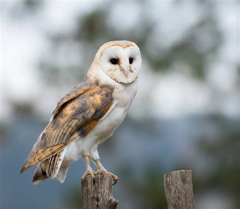 6 Species Of Owl In Indiana Bird Advisors