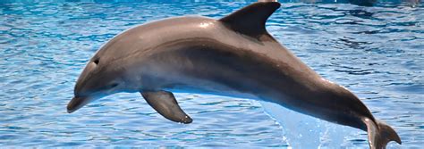 Common Bottlenose Dolphin Facts Common Bottlenose Dolphin Whale