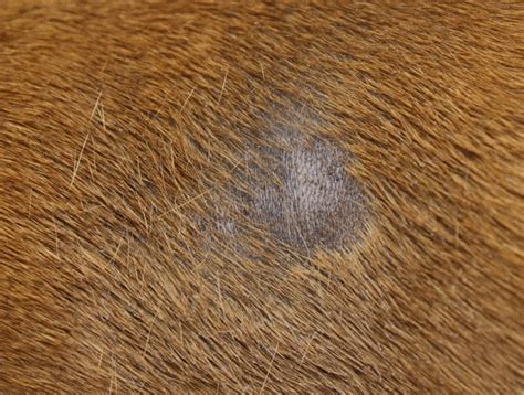 Ringworm on the scalp mainly affects children. Differences Between a Dog's Staph Infection and Ringworm ...