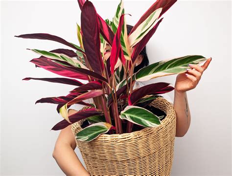 5 Of The Most Beautiful Variegated Houseplants Backyard Boss