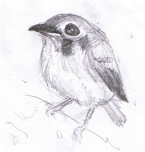 Austin Bs Art Bird Sketches