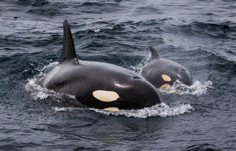 A Mama Orca With Her Baby In Waters Of Monterey Bay California Orca