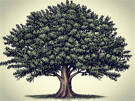 Oak Tree Tree Illustration Oak Tree Drawings Oak Tree Tattoo