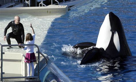 Seaworld San Diego Ending Killer Whale Show Fox News