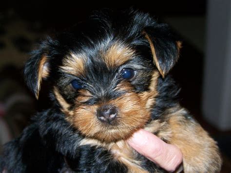 What I Need To Know About A Yorkie Puppy Breed Adult Dogs