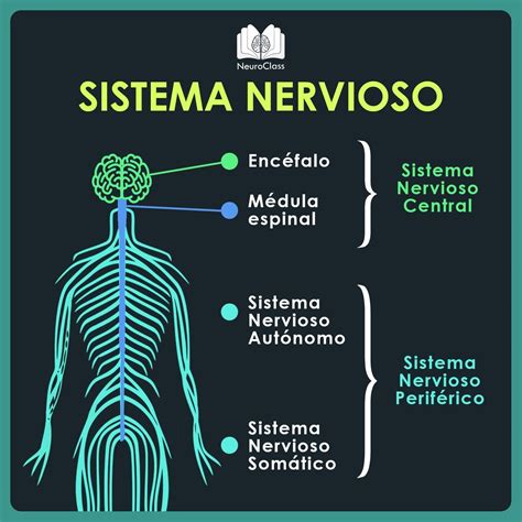 Sistema Nervioso Y Reproductivo Mapa Mental