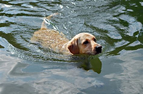 Golden Retriever Swimming Photograph By Susan Leggett
