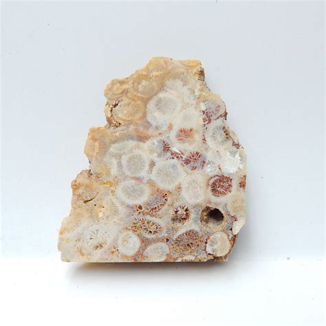 Fossilized Coral Gemstone Rough Semiprecious Polished
