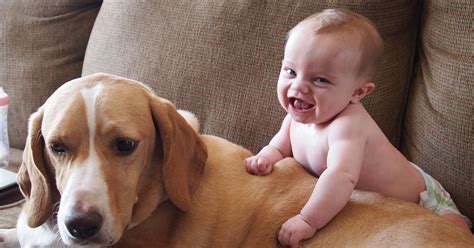 This Video Of Babies And Pets Is The Cutest Thing You Will See Today
