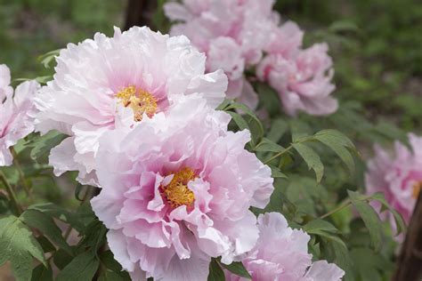 Peonies Plant Care And Growing Guide