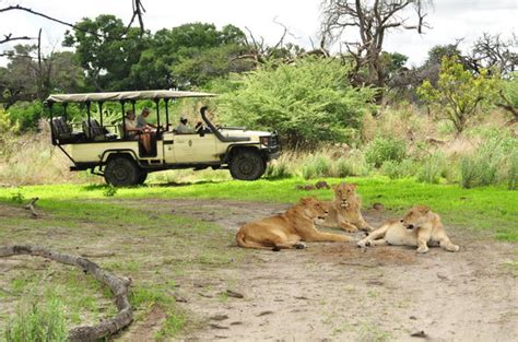 Botswana Safari Holidays Travel Guide To Moremi