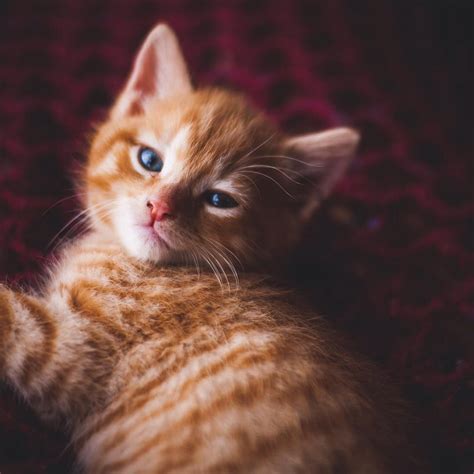 Cute Kitten Orange Cats Anna Blog