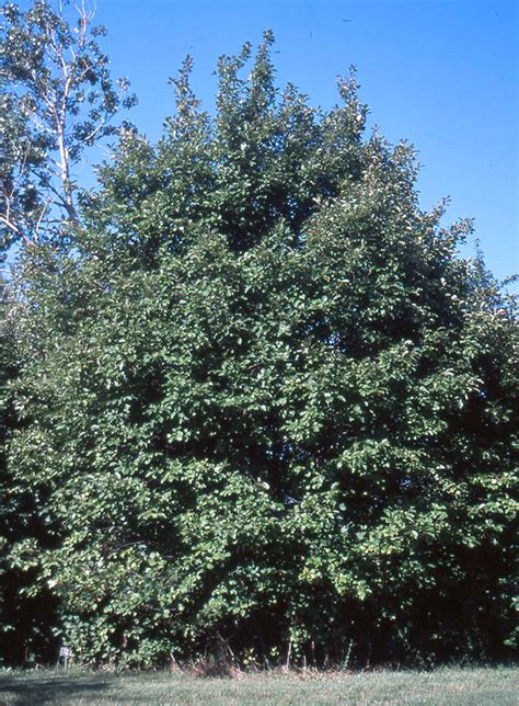 Prunus Virginiana Var Virginiana Landscape Plants Oregon State University
