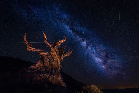 Download Twisted Tree Star Starry Sky Sky Tree Nature Night Sci Fi