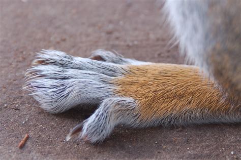 Another Squirrels Foot John Carr Flickr