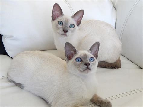 Cats that don't shed cut down on those costs dramatically. 8 Cat Breeds That Shed The Least