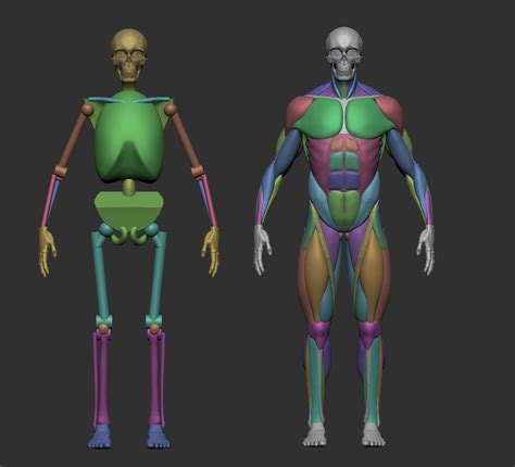 Musculature Simplified 3d Print Model Human Anatomy Drawing Figure Drawing Models Anatomy