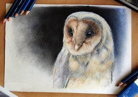 owl drawings art ideas  premium templates
