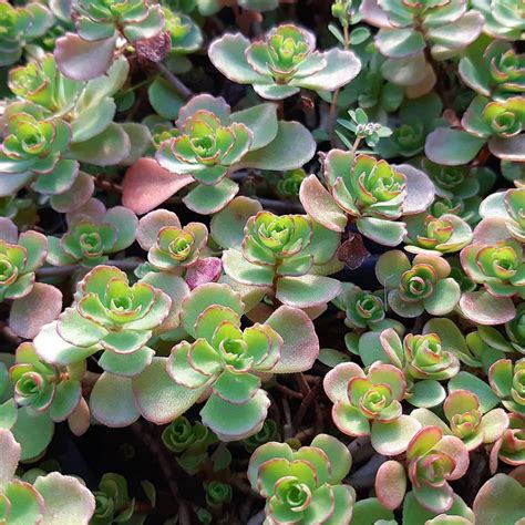 Sedum Spurium Succulent City