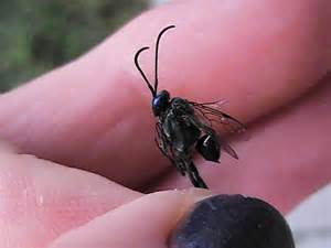 Black Wasp Like Bug Evania Appendigaster Bugguidenet