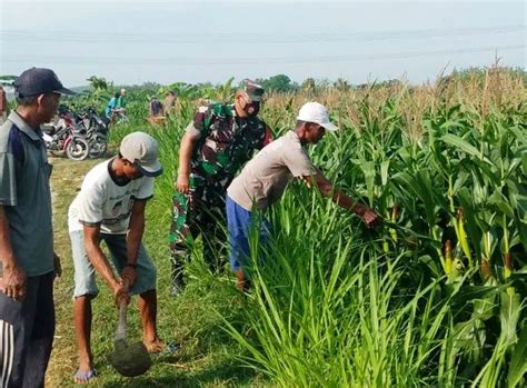 Jaga Ketahanan Pangan Babinsa Bersama Petani Cek Perkembangan Tanaman