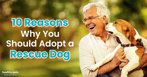 10 Reasons Why You Should Adopt A Rescue Dog