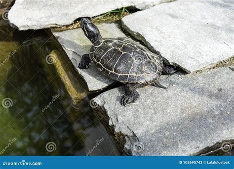 Small Black Turtle Sitting On Concrete Rock Next To Water Pond Stock