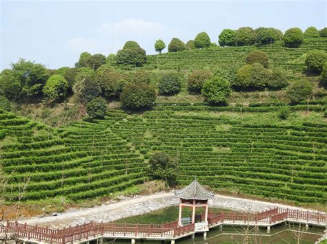 Longjing (龙井), literally dragon well, is a name applied to a number of locations and products from the southwestern region of the city of hangzhou in. Yangshuo Tea Plantation | Omeida Chinese