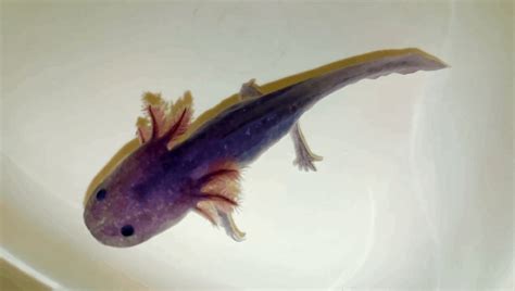 Axolotl Colors 11 Types Of Axolotl Morphs And Pictures