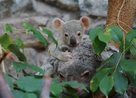 Watch Uks Only Koala Joey Emerges At Edinburgh Zoo The Sunday Post