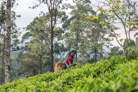 In The Hills Of Sri Lankas Tea Country The New York Times