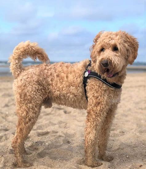 Terrier Poodle Mix Breed Guide Pictures Facts Faq And More