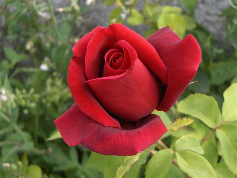 Hermosa is the feminine version of the word beautiful in spanish, meaning that this word would refer to a feminine object or person. Significado de las rosas: Todo lo que debes saber sobre ello