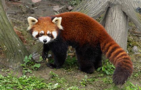 Red Panda Ailuridae Pearltrees