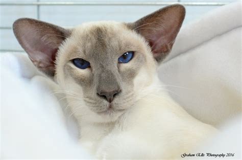 Tabby Point Siamese Results 2016
