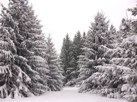 Snow Covered Trees By Annathefox85 On Deviantart