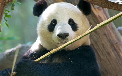 Panda Eating Bamboo 2k Wallpaper Download
