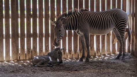 See Video Of Baby Zebra At Area Zoo