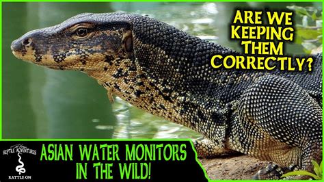 Water Monitors In The Wild Are We Keeping Them Correctly Adventures In Thailand