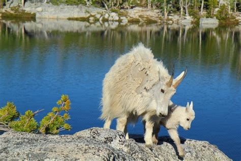 Removing Goats From The Olympics And Wildlife In National Parks Rei Co