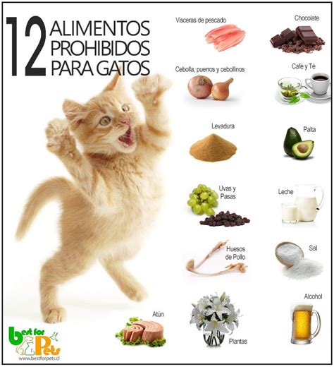 12 Alimentos Prohibidos Para Su Gato