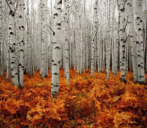 40 Beautiful Photos From Our Mother Nature Top Dreamer Aspen Forest
